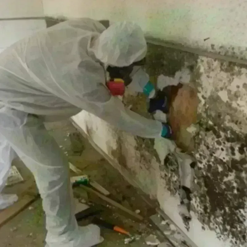 Mold Remediation and Removal in Nunda, NY